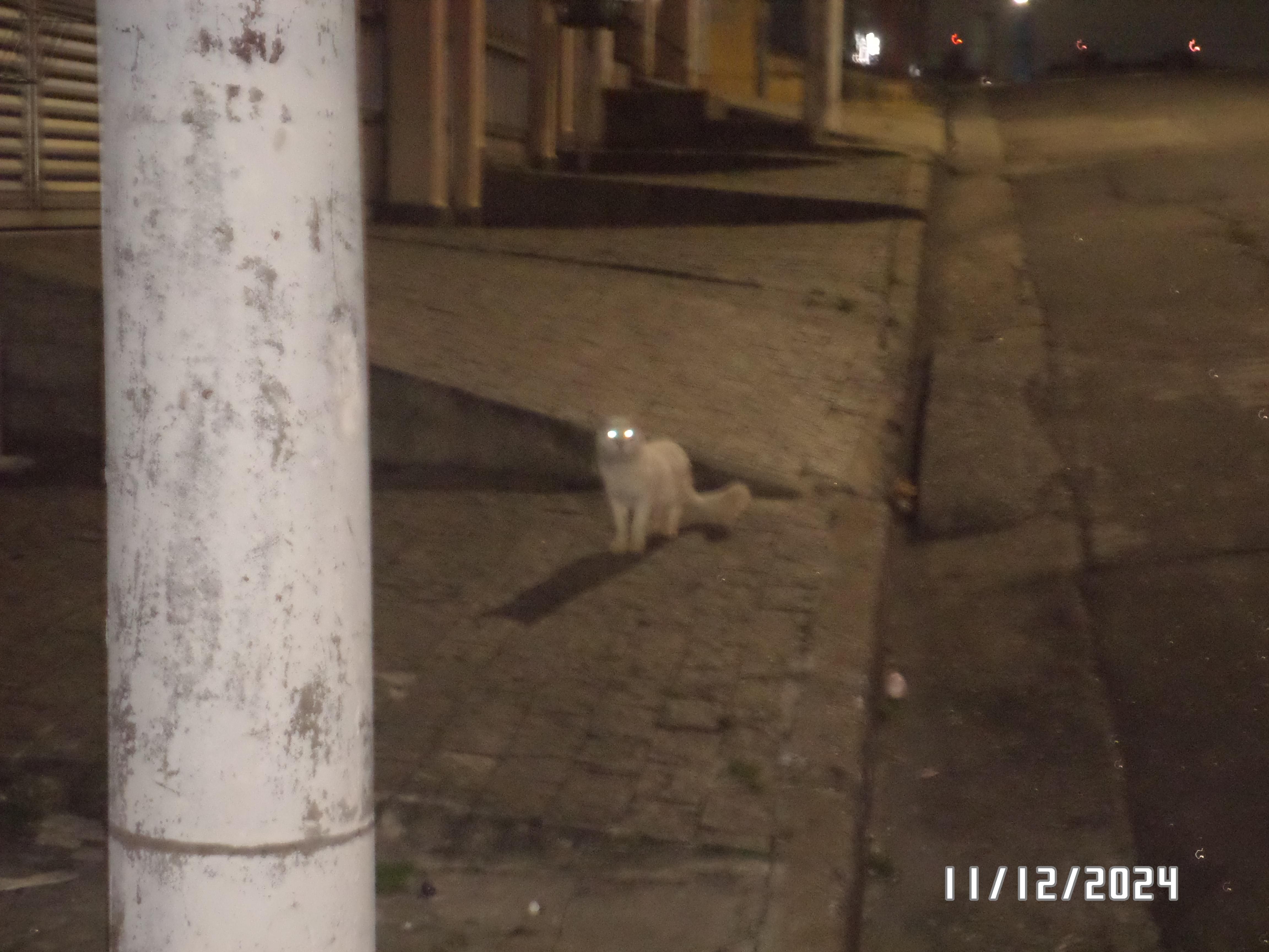 A noite é uma criança e o gato é um alienígena, olhando para mim em alerta, olhos brilhando e aberrados em azul e vermelho. 11/12/2024